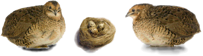 Zwei Wachteln und ein Nest mit Eiern